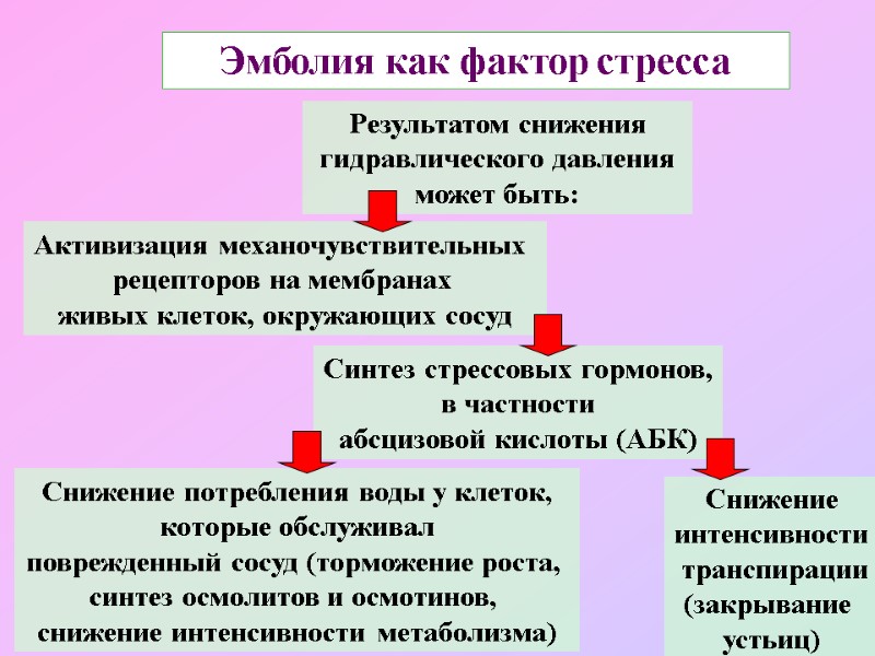 Эмболия как фактор стресса Результатом снижения  гидравлического давления  может быть: Активизация механочувствительных